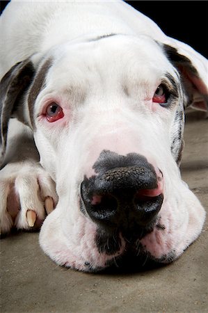 Studio portrait of great dane resting Stock Photo - Premium Royalty-Free, Code: 614-07031950