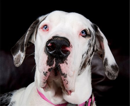 Close up studio portrait of great dane Stock Photo - Premium Royalty-Free, Code: 614-07031952