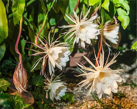 rare (unusual) - The rare Nightblooming Cereus, genus Epiphyllum. This rare plant only blooms one night each year Stock Photo - Premium Royalty-Free, Code: 614-07145770