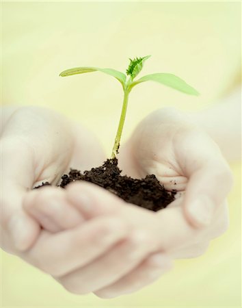 earth imaging - Seedling in cupped hands Stock Photo - Premium Royalty-Free, Code: 614-07146557