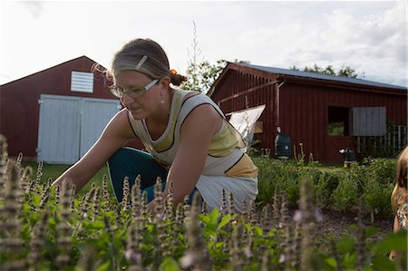 Woman picking plants on family herb farm Foto de stock - Sin royalties Premium, Código: 614-07194749