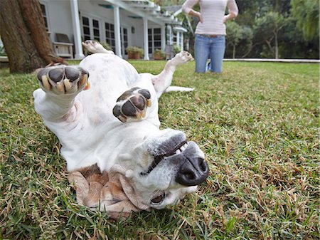 Dog rolling over on grass, woman in background Stock Photo - Premium Royalty-Free, Code: 614-07444114