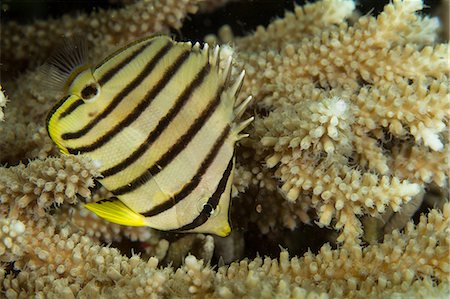 staghorn coral - Eight-banded butterflyfish. Stock Photo - Premium Royalty-Free, Code: 614-07453310