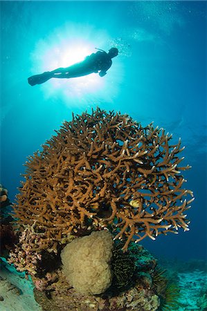 dive - Diver silhouette above reef. Stock Photo - Premium Royalty-Free, Code: 614-07453357