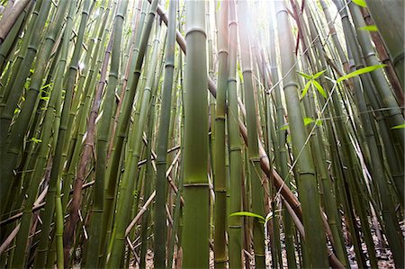 Detail of bamboo stems, Hana, Maui, Hawaii, USA Foto de stock - Sin royalties Premium, Código: 614-07768107