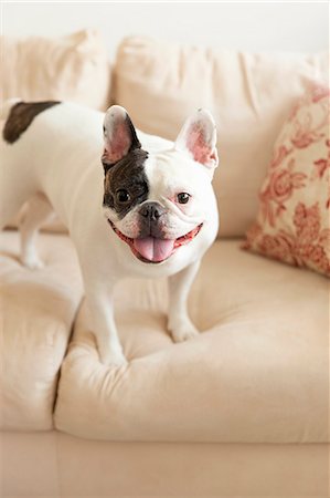 french bulldog - Portrait of french bulldog Stock Photo - Premium Royalty-Free, Code: 614-07768266