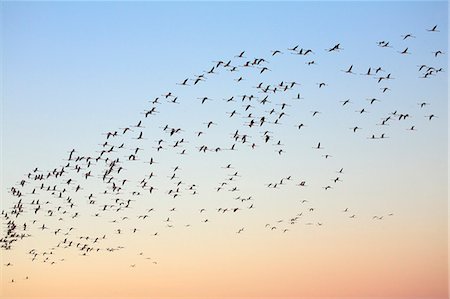 flock - Flock of flamingos (phoenicopterus roseus) flying overhead at dawn, Putzu Idu, Sardinia, Italy Stock Photo - Premium Royalty-Free, Code: 614-07806036
