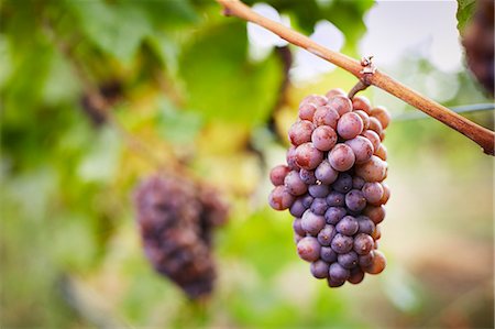 Close up of bunch of red grapes on vine, Kelowna, British Columbia, Canada Stock Photo - Premium Royalty-Free, Code: 614-08000288