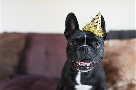 Portrait of cute dog on sofa wearing party hat Stock Photo - Premium Royalty-Free, Code: 614-08081239