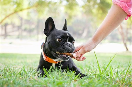 dog not japan not asia - Hand of young woman giving bone to dog in park Stock Photo - Premium Royalty-Free, Code: 614-08081255
