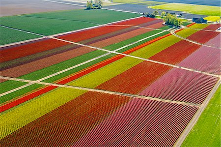 fields flowers - Aerial view of colorful tulip fields and paths Stock Photo - Premium Royalty-Free, Code: 614-08120021
