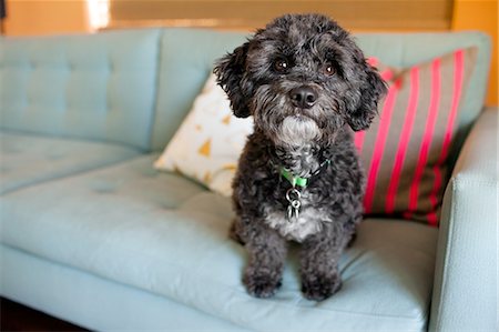 Portrait of dog sitting on sofa Stock Photo - Premium Royalty-Free, Code: 614-08148297