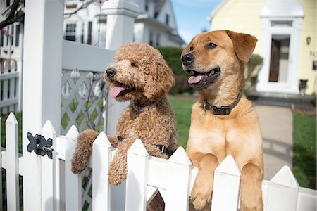photo picket garden - Two dogs looking out from garden fence Stock Photo - Premium Royalty-Free, Code: 614-08148518