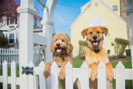 photo picket garden - Portrait of two dogs looking out from garden fence Stock Photo - Premium Royalty-Free, Code: 614-08148519