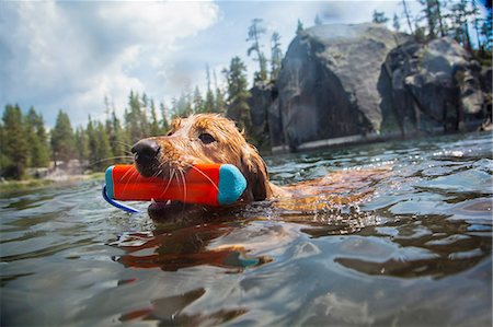 fetch - Dog swimming carrying toy in mouth, High Sierra National Park, California, USA Stock Photo - Premium Royalty-Free, Code: 614-08270441