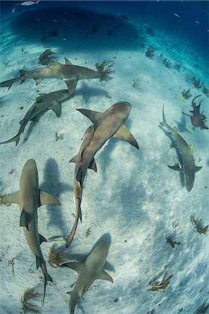 simsearch:6119-07451337,k - Overhead underwater view of  school of lemon sharks swimming near seabed, Tiger Beach, Bahamas Foto de stock - Sin royalties Premium, Código: 614-08383626
