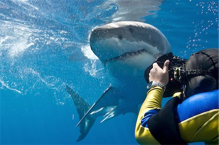 photographer (male) - Great white shark (Carcharodon carcharias) making a close pass while photographer leans to take a picture, Guadalupe Island, Mexico Stock Photo - Premium Royalty-Free, Code: 614-08487864