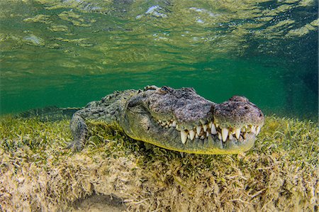 sea habitat - Underwater view American crocodile on seabed Stock Photo - Premium Royalty-Free, Code: 614-08535655