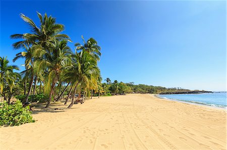 Golden beach and palm tree's at Hulopo'e Beach Park, Lanai Island, Hawaii, USA Stock Photo - Premium Royalty-Free, Code: 614-08641830