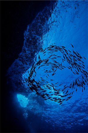 sea habitat - View from below of school of jack fish Stock Photo - Premium Royalty-Free, Code: 614-08641869