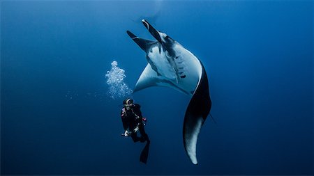 sea habitat - Scuba diver swimming with giant oceanic manta ray Stock Photo - Premium Royalty-Free, Code: 614-08641876