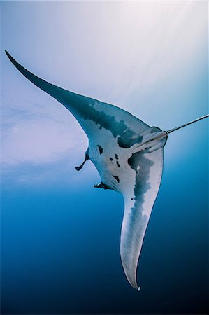 sea habitat - Giant oceanic manta ray Stock Photo - Premium Royalty-Free, Code: 614-08641872