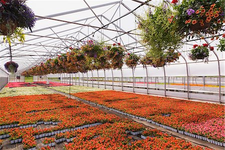 simsearch:400-04882980,k - Commercial greenhouse with rows of orange Petunias and red Pelargonium - Geraniums in hanging baskets plus red, white, red and pink flowering Begonia plants Photographie de stock - Premium Libres de Droits, Code: 614-08685257