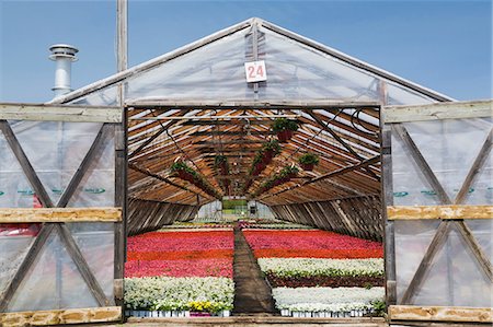 simsearch:400-04882980,k - Opened doors on a wooden framed commercial greenhouse with white, pink and red flowering Begonia plants in containers Photographie de stock - Premium Libres de Droits, Code: 614-08685264