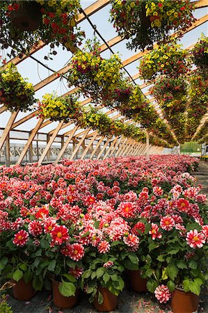 simsearch:400-04882980,k - Commercial greenhouse with yellow and red flowers in hanging baskets and red and white Dahlias in containers Photographie de stock - Premium Libres de Droits, Code: 614-08685261