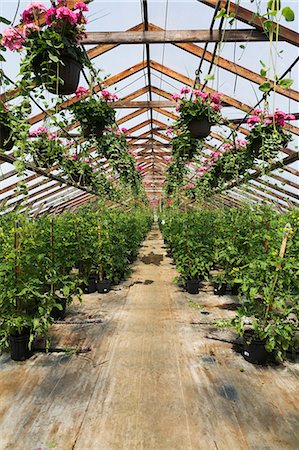 simsearch:400-04882980,k - Commercial greenhouse with pink Pelargonium - Geraniums in hanging baskets and Solanum lycopersicum - Cherry Tomato plants in containers Photographie de stock - Premium Libres de Droits, Code: 614-08685262