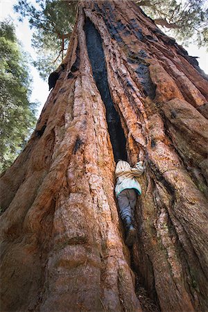 Young boy climbing large tree, between bark, rear view, low angle view, Sequoia National Park, California, USA Stock Photo - Premium Royalty-Free, Code: 614-08827169