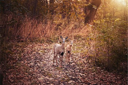 Portrait of mother deer and fawn in autumn forest, Cherry Valley, Illinois, USA Stock Photo - Premium Royalty-Free, Code: 614-08821212