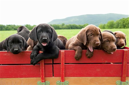 Labrador retriever puppies in a wagon Stock Photo - Premium Royalty-Free, Code: 614-08867052