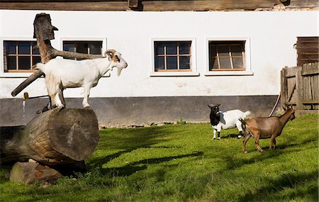 simsearch:6119-07451735,k - goats in front of barn on farm Foto de stock - Sin royalties Premium, Código: 614-08867104