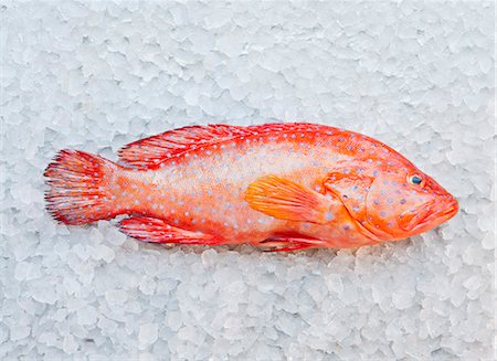 simsearch:700-00015318,k - Close up of parrot fish on ice bed Photographie de stock - Premium Libres de Droits, Code: 614-08868440