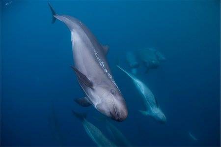 simsearch:6119-07451337,k - False killer whales swimming together Foto de stock - Sin royalties Premium, Código: 614-08868741