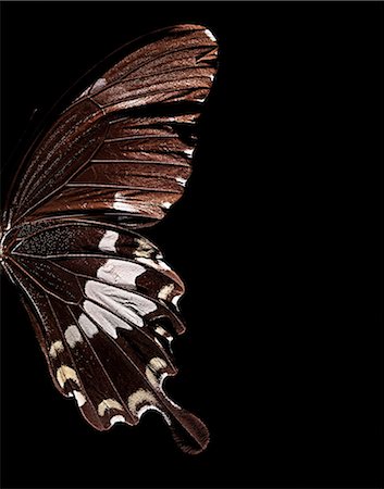 simsearch:6118-07352322,k - Close up of butterfly wing Stock Photo - Premium Royalty-Free, Code: 614-08868977