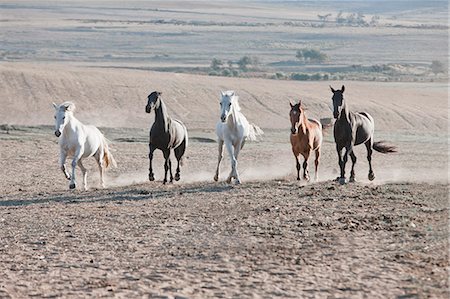 five animals - Horses running in dusty pen Photographie de stock - Premium Libres de Droits, Code: 614-08869005