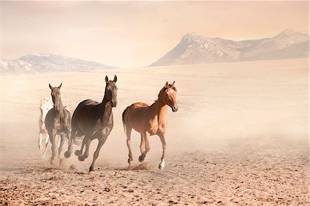 dusty environment - Horses running in dusty pen Stock Photo - Premium Royalty-Free, Code: 614-08869006