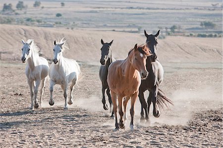 five animals - Horses running in dirt field Photographie de stock - Premium Libres de Droits, Code: 614-08869003