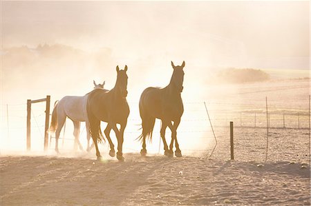 dusty environment - Horses running in dusty pen Stock Photo - Premium Royalty-Free, Code: 614-08869012