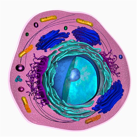 3D model of a eukaryotic cell Stock Photo - Premium Royalty-Free, Code: 614-08869754
