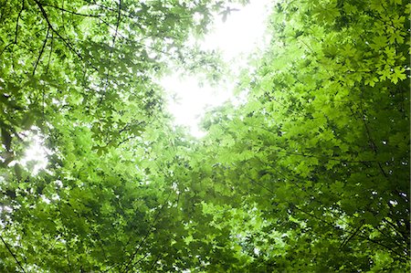 quercus sp - Sun shining through canopy of trees Stock Photo - Premium Royalty-Free, Code: 614-08874220