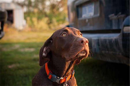 Portrait of chocolate labrador, close up Stock Photo - Premium Royalty-Free, Code: 614-08874336