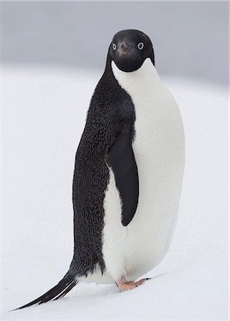 simsearch:693-03301867,k - Adelie Penguin ice floe in the southern ocean, 180 miles north of East Antarctica, Antarctica Stock Photo - Premium Royalty-Free, Code: 614-08875807