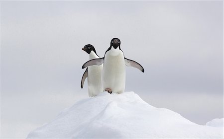 simsearch:693-03301867,k - Adelie Penguins on ice floe in the southern ocean, 180 miles north of East Antarctica, Antarctica Stock Photo - Premium Royalty-Free, Code: 614-08875801