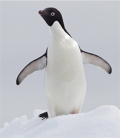 simsearch:693-03301867,k - Adelie Penguin ice floe in the southern ocean, 180 miles north of East Antarctica, Antarctica Stock Photo - Premium Royalty-Free, Code: 614-08875802