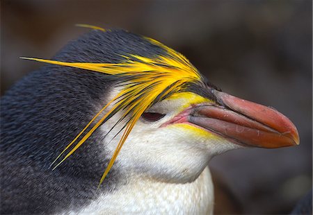 Royal Penguin, north east coast of Macquarie Island, Southern Ocean Stock Photo - Premium Royalty-Free, Code: 614-08875828
