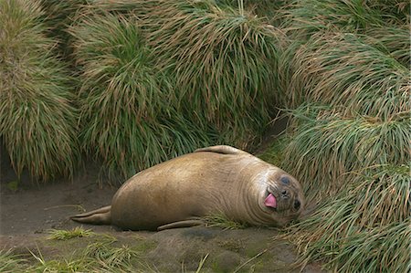 pinnipedia - An Elephant Seal pup (weaner) on the beach, north east side of Macquarie Island, Southern Ocean Stock Photo - Premium Royalty-Free, Code: 614-08875823