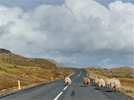simsearch:400-05724021,k - Sheep on a rural road, Iceland Stock Photo - Premium Royalty-Free, Code: 614-08876051
